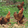 Grillage a poule avec fils 25mm en acier galvanise 1x50M - voonot.com