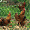 Grillage a poule avec fils 13mm en PVC gaine vert 1x50M - voonot.com