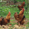Grillage a poule avec fils 25mm en PVC gaine gris 1x25M - VOUNOT
